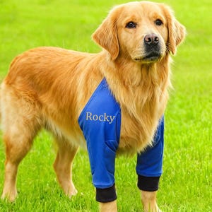 Puede incluir: Un golden retriever de pie sobre hierba verde, vistiendo una prenda azul con el nombre "Rocky" impreso. La prenda tiene puños negros. El perro está mirando hacia la cámara.