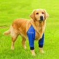 Dog Elbow Protection,Personalized Pet Knee Pads,Medium Sized Dog Anti Wear and Anti Dirty Leg Cover,Dog Joint Protective Cover,Gift for Dog product logo