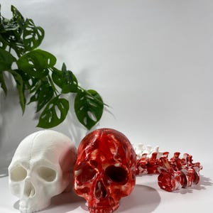 Predator Trophy 1:1 Scale – Life-Size Sci-Fi Wall Display | Movie-Inspired Alien Skull Prop for Collectors  Cosplay Decor