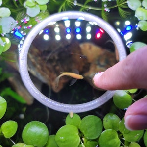 Plant Aqua Aquarium Feeding Ring Translucent