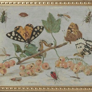 Puede incluir: Una pintura de bodegón que presenta una variedad de insectos y mariposas, incluyendo una mariposa grande, negra y blanca, un escarabajo verde y una polilla marrón. Los insectos están dispuestos en una rama con bayas blancas y una oruga. La pintura está enmarcada en un marco dorado y firmada "DV KAUW".