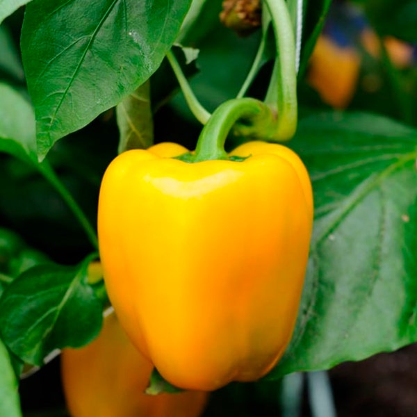 Live Yellow Bell Sweet Pepper Well Rooted Potted Starter Plant, Well Rooted