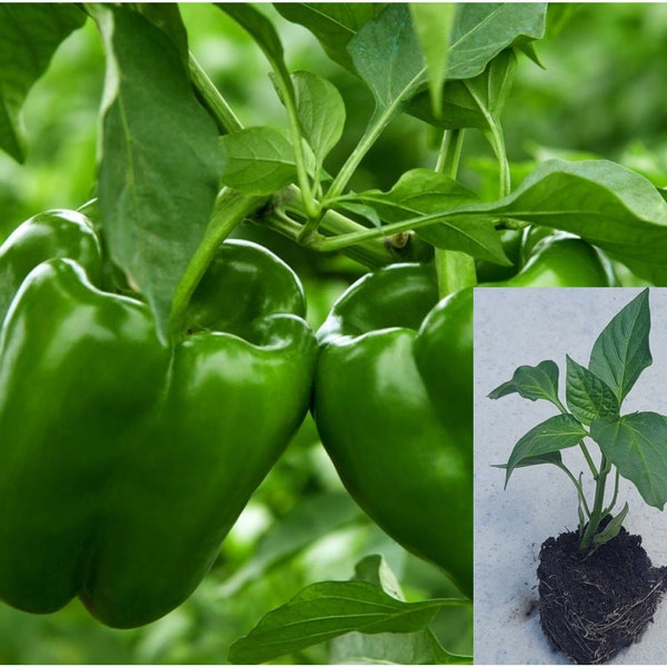 Live Green Bell Pepper starter plant, plug, well rooted, seedling