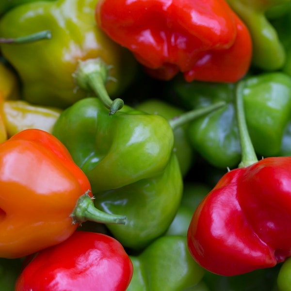 Live Mad Hatter Pepper Starter Plant, Well Rooted