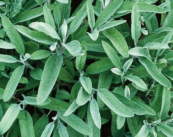 Live Sage starter plant, seedling, plug