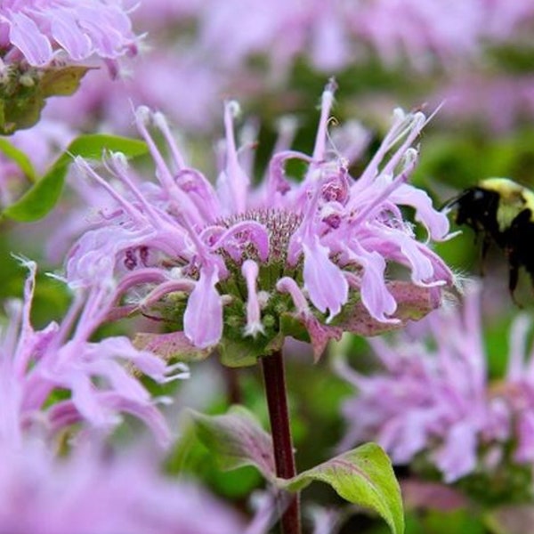 Live Bee Balm Starter Plant, Well Rooted