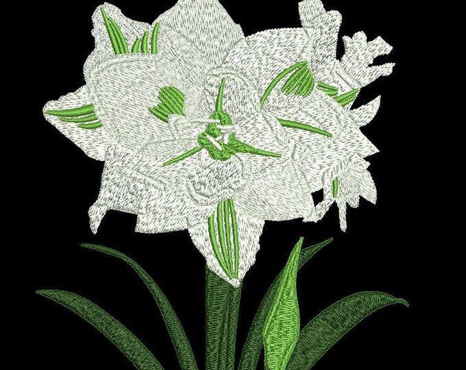 Amaryllis Bulbs Flowers Instant Download Embroidery Design Brother - Viking - PFAFF - Singer - Juki - PES - XXX - Hus - 4 Sizes