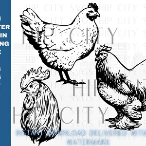 Chicken SVG, Chicken SVG Files for Cricut, Chicken SVG Bundle