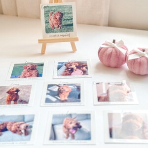 K&ouml;nnte beinhalten: Eine Sammlung kleiner Fotoabz&uuml;ge mit einem braunen Welpen, von denen einer auf einer Miniatur-Holzstaffelei pr&auml;sentiert wird. Die Abz&uuml;ge sind auf einer wei&szlig;en Oberfl&auml;che angeordnet, zusammen mit zwei rosa Samtk&uuml;rbissen mit wei&szlig;en Schleifen.