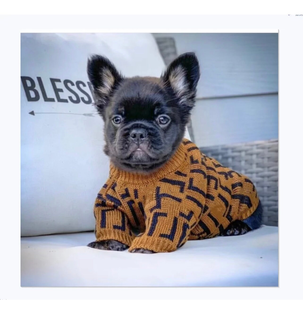 fendi dog sweater