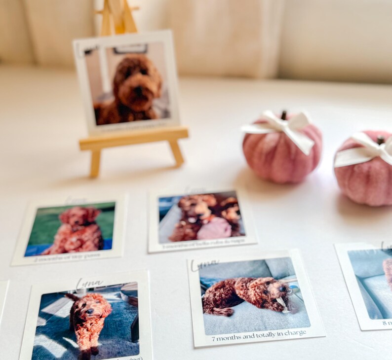 K&ouml;nnte beinhalten: Eine kleine Holzstaffelei zeigt ein gerahmtes Foto eines braunen Hundes. Mehrere kleine Fotos desselben Hundes sind verstreut, zusammen mit zwei rosa Samtk&uuml;rbissen mit wei&szlig;en Schleifen. Die Fotos tragen den Text "Luna" und das Alter des Hundes.