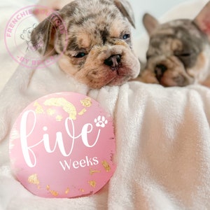 Ensemble de disques Puppy Milestones | Mise à jour hebdomadaire des étapes clés du développement des chiots et chatons par l'éleveur, avec un acrylique transparent pour un accessoire photo de nouveau-né et une carte d'étapes clés pour chien