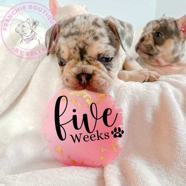 Puppy Milestones Disc Set| Breeder Weekly Puppy Kitten Milestones Update with Clear Acrylic for Newborn Photo Prop, dog milestone card