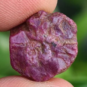 May include: A rough, uncut ruby gemstone. The ruby is a deep, rich red color with a slightly uneven surface. The gemstone is held between two fingers, with a blurred green background.
