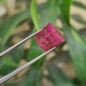 May include: A raw, vivid pink ruby gemstone is held by silver tweezers. The ruby has a textured surface with hints of orange and brown. The background is blurred green foliage.
