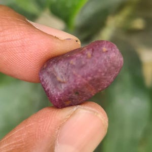 May include: A rough, purplish-red gemstone is held between two fingers. The stone has a rounded shape and a slightly textured surface. The background is blurred, with green and brown tones.