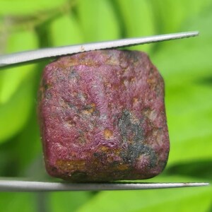 Puede incluir: Una gema de rubí en bruto sin cortar, sujeta con pinzas. El rubí tiene un color rojo intenso con algunas manchas más oscuras, negruzcas. La superficie parece texturizada e irregular, con una forma ligeramente redondeada. El fondo es verde borroso.