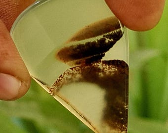 May include: A translucent, teardrop-shaped gemstone with a unique pattern of brown and tan inclusions. The stone is held between two fingers, showcasing its polished surface and natural beauty. The background is a soft green.