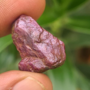 Może przedstawiać: Surowy, nieoszlifowany kamień szlachetny rubinu o głębokim czerwono-fioletowym odcieniu. Powierzchnia ma teksturowany wygląd z naturalnymi liniami i zmiennością. Kamień szlachetny jest trzymany między dwoma palcami na rozmytym zielonym tle.