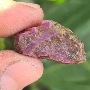 May include: A raw, uncut ruby gemstone in a deep pinkish-red colour. The natural stone has a textured surface with areas of brown and gold. The ruby is held between two fingers against a blurred green background.