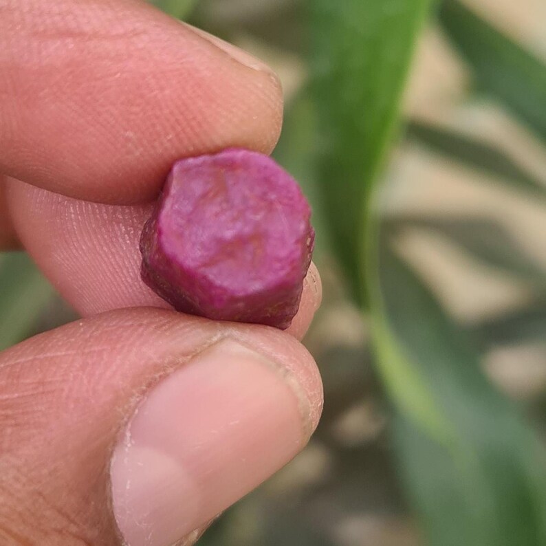 May include: A raw ruby gemstone, held between fingers. The ruby is a deep pinkish-red hue, with an uneven, rounded form. The background is blurred, with green leaves visible.