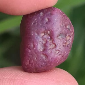 Op de afbeelding: Een close-up van een ruwe, natuurlijke robijn edelsteen. De robijn wordt tussen twee vingers gehouden en heeft een diepe, paarsrode kleur met een licht getextureerd oppervlak. De achtergrond is vaag groen.