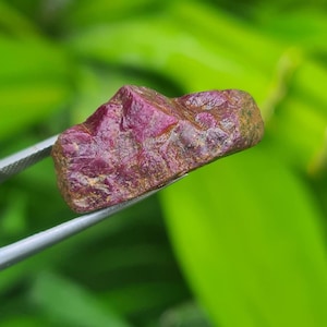 Può includere: Una gemma di rubino grezza e non tagliata tenuta da una pinzetta. Il rubino è di un colore rosso intenso e ricco con una superficie leggermente irregolare. Lo sfondo è verde sfocato, che suggerisce il fogliame.