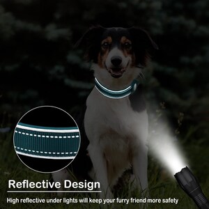 Pode incluir: Uma coleira de cachorro verde escura com costuras reflexivas brancas. A coleira est&aacute; em um cachorro preto e branco em um ambiente de floresta escura. Uma lanterna est&aacute; brilhando na coleira, destacando as propriedades reflexivas.