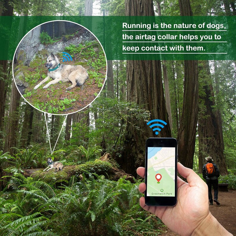 Pode incluir: Um c&atilde;o castanho e branco com uma coleira AirTag azul corre por uma floresta. Uma pessoa est&aacute; segurando um smartphone com um mapa mostrando a localiza&ccedil;&atilde;o do c&atilde;o. O texto na imagem diz: "Correr &eacute; a natureza dos c&atilde;es, a coleira AirTag ajuda voc&ecirc; a manter contato com eles."