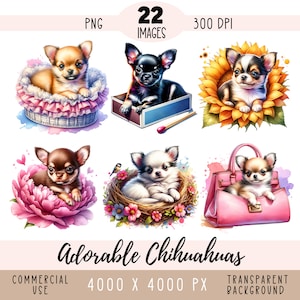 Cuccioli di Chihuahua CLIPART file PNG, adorabile Chi Chi Sublimazione, piccolo cane in fiore Acquerello Razza Uso commerciale Sfondo trasparente
