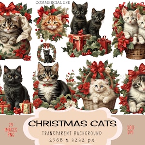 Kerst katten CLIPART PNG-bestanden commercieel gebruik transparante achtergrond mand vat kerstster zwart witte gember schattige Ragdoll langharig
