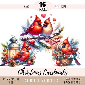 Weihnachtskardinäle CLIPART PNG-Dateien, Red Bird Sublimation, Weihnachtsstern Holly Weihnachtsbaum Zweig Kommerzielle Verwendung Transparenter Hintergrund