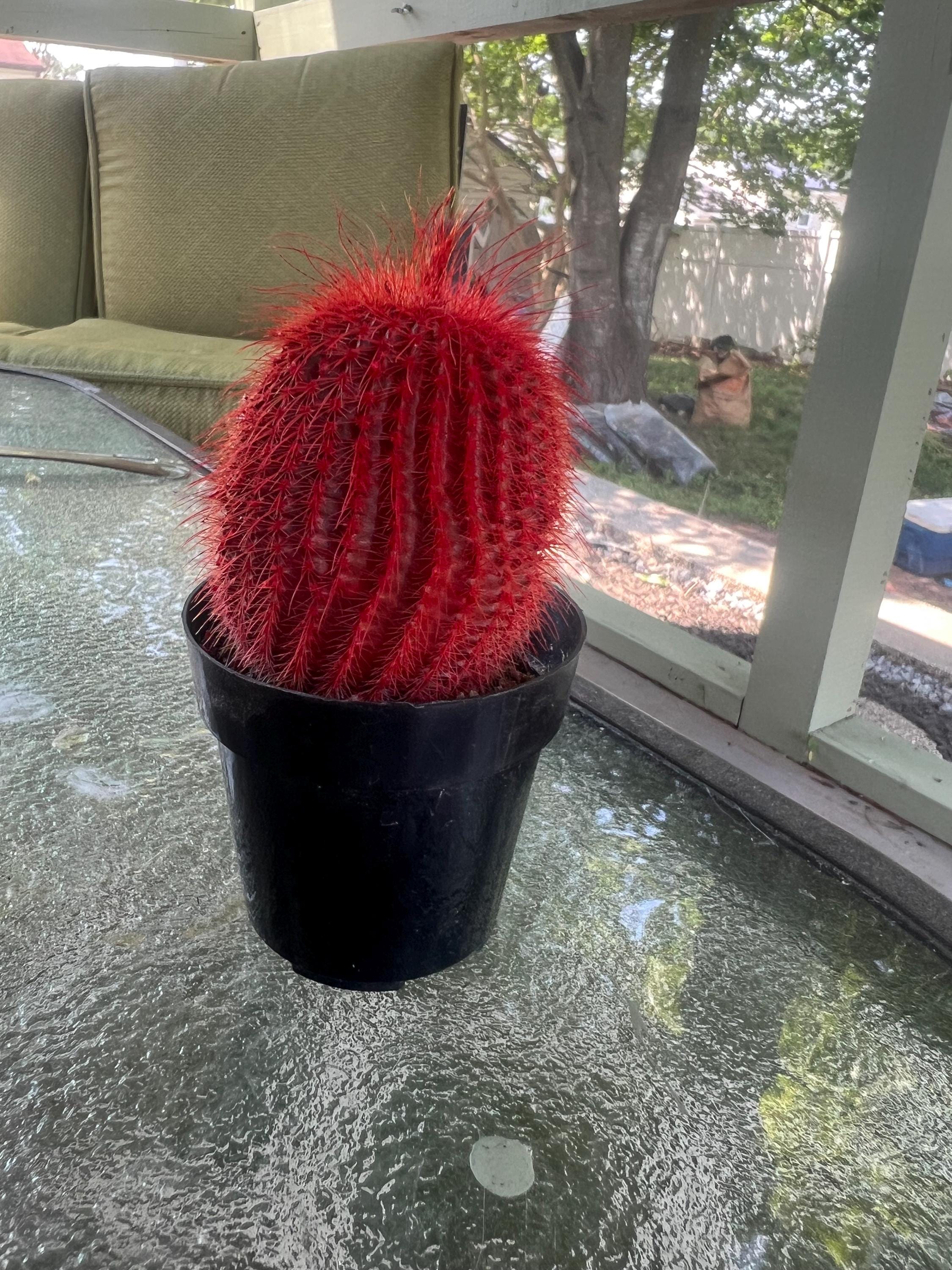 Vibrant Color Red Cactus Live