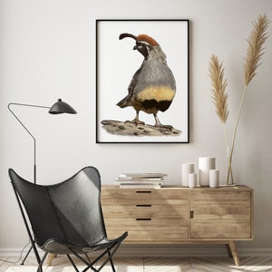 Quail, Wall Art, Art Print, Downloadable, Cute, Animal, Digital Download, Poster of Quail