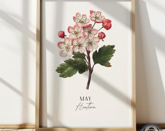 Impresión de espino: Arte botánico de la flor del nacimiento de mayo