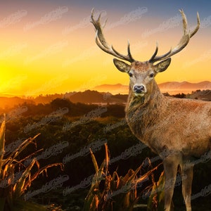 Puede incluir: Un ciervo marrón con grandes cuernos se encuentra en un campo de hierba alta. El sol se está poniendo en el fondo, creando un cálido resplandor naranja.
