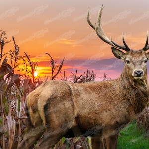 Puede incluir: Un ciervo grande y marrón con grandes cuernos se encuentra en un campo de altas mazorcas de maíz secas. El sol se está poniendo en el fondo, proyectando un cálido resplandor naranja sobre la escena.