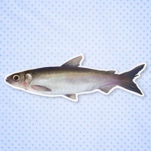 Sticker - Muikku / Vendace / Cisco européen / Coregonus albula (Sticker vinyle imperméable) Pêche, Plein air, Randonnée, Cottagecore, Faune