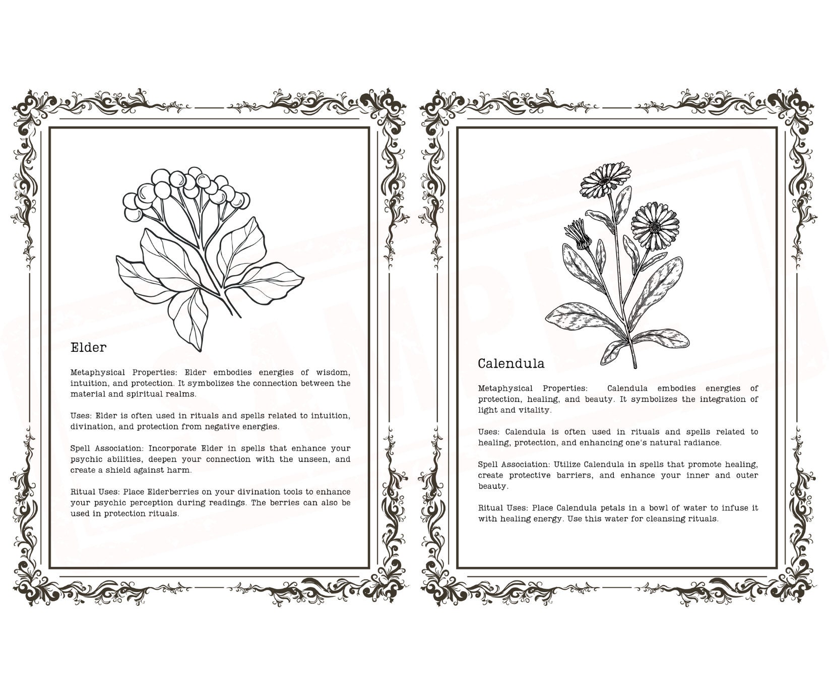 Edible Wild Plants & Herbs: A Compendium Of Recipes And Remedies - Foto 13