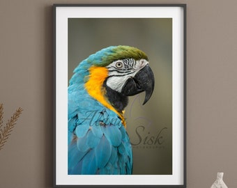 Parrot Printable Photograph, Tropical Bird Wall Art, Colorful Feathers Digital Print