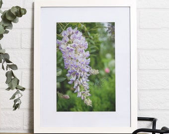 Wisteria Vine Photograph, Flower Stock Image, Purple Bloom Digital Print, Botanical Garden Printable, Colorful Blossom Wall Art