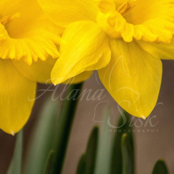 Daffodil Photograph, Springtime Flower Digital Print, Colorful Bloom Wall Art, Yellow Blossom Printable Image