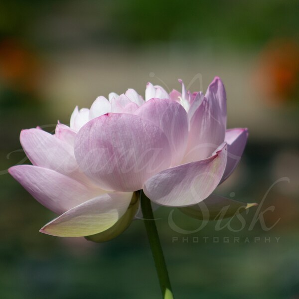 Lotus Photograph, Water Lily Printable, Purple Plant Wall Art, Botanical Garden Digital Print, Flower Stock Image