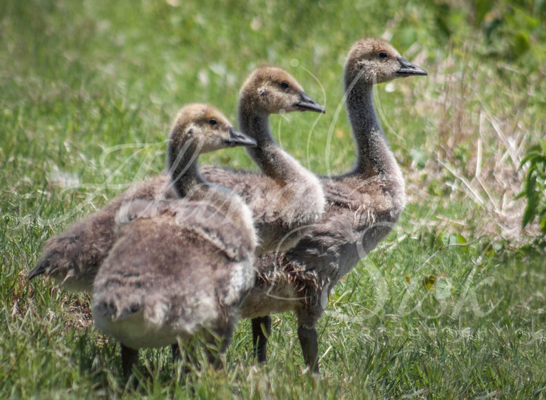 Canadian Geese Babies Baby Goslings Baby Animals Photograph - Etsy