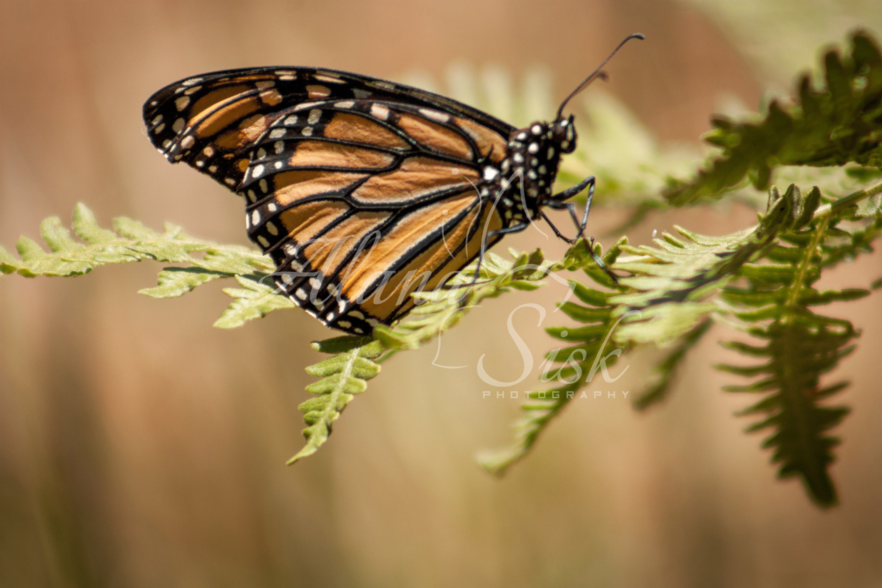 Monarch Photography Monarch Butterfly Photography Orange Etsy