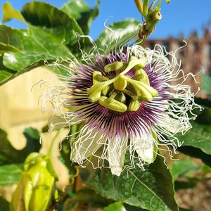 Purple Passion Fruit Plant - Starter Passiflora Purple Possum Passion Fruit Edible Passion Fruit Tree - Passion Plant Live
