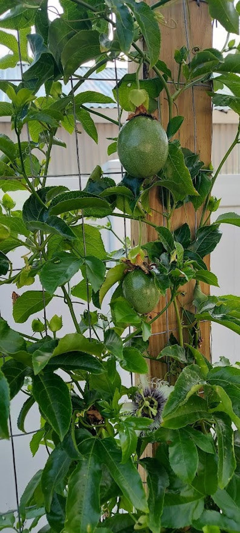 Possum Purple Passion Fruit Live Starter Plant – Passiflora Edulis – Self-Fertile