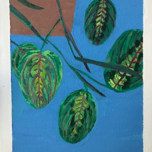 Hanging Prayer Plant - Red Maranta