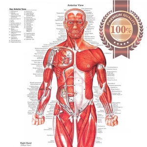 The Muscular System AnGEBRÜCKSICHTiges Poster Anatomisches Diagramm Muskeln Wandbild Diagramm Diagramm Kunst Premium wasserfester Druck