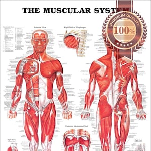 The Muscular System Tear Proof Poster Anatomical Diagram Chart Muscles Wall Diagram Chart Art Premium Waterproof Print